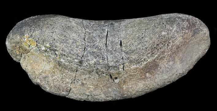 Hadrosaur Toe Bone - Alberta (Disposition #-) #71662
